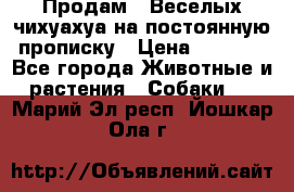 Продам.  Веселых чихуахуа на постоянную прописку › Цена ­ 8 000 - Все города Животные и растения » Собаки   . Марий Эл респ.,Йошкар-Ола г.